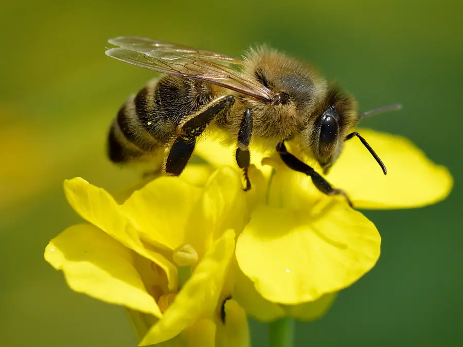 Une abeille sur une fleur jaune