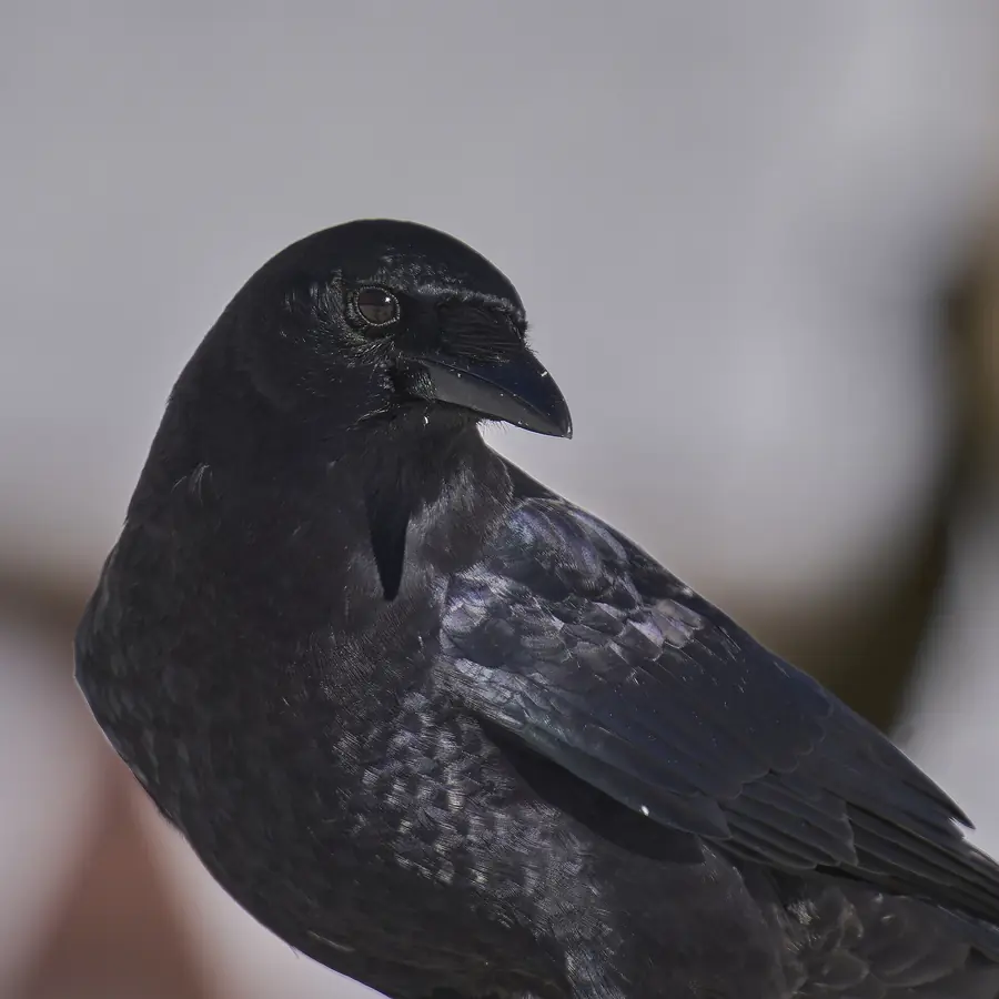 Un corbeau noir