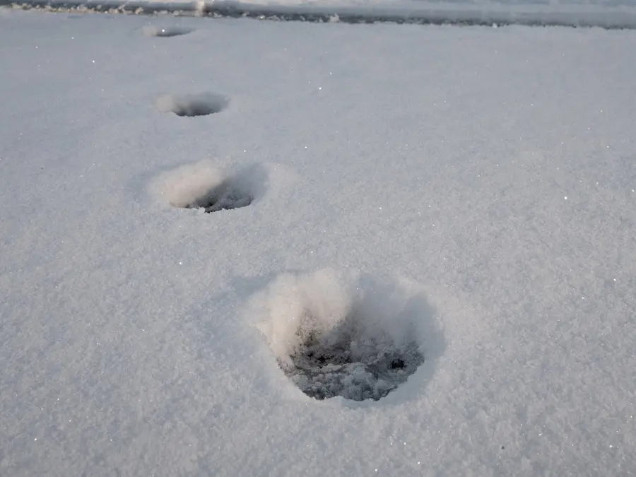 Des traces dans la neige qui s’éloignent