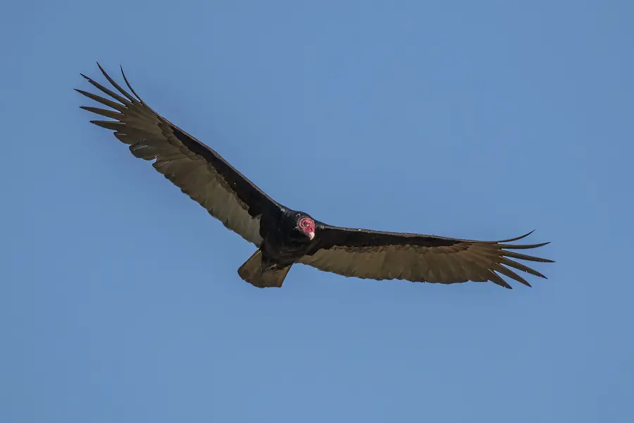 Un vautour en vol
